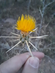 Centaurea solstitialis