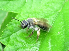 Andrena fucata
