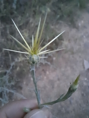 Centaurea solstitialis