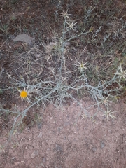 Centaurea solstitialis