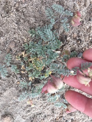 Astragalus monoensis