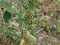 Lepidium heterophyllum