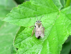 Andrena fucata