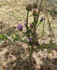 Onopordum cynarocephalum