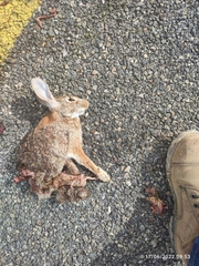 Sylvilagus cunicularius