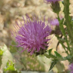 Onopordum cynarocephalum