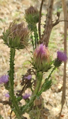 Onopordum cynarocephalum