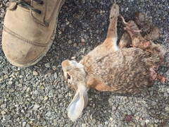 Sylvilagus cunicularius