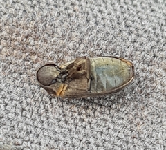 Hadrobregmus pertinax