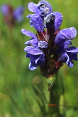 Dracocephalum ruyschiana