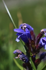 Dracocephalum ruyschiana