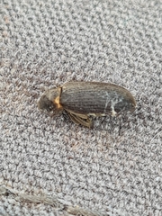 Hadrobregmus pertinax