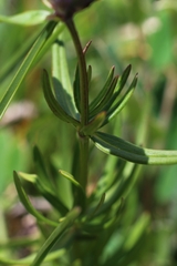 Dracocephalum ruyschiana