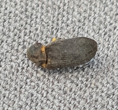 Hadrobregmus pertinax