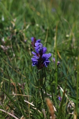 Dracocephalum ruyschiana