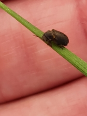 Hadrobregmus pertinax