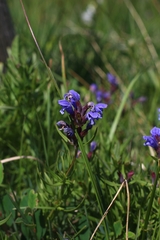 Dracocephalum ruyschiana