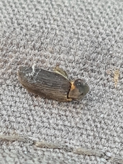 Hadrobregmus pertinax