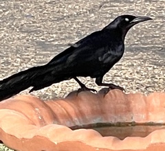 Quiscalus mexicanus