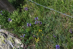 Dracocephalum ruyschiana