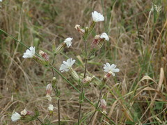 Silene latifolia