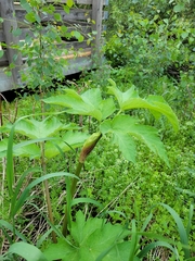 Heracleum maximum