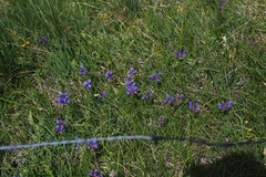 Dracocephalum ruyschiana