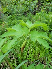 Heracleum maximum