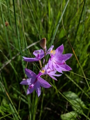 Calopogon tuberosus tuberosus