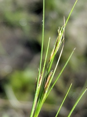 Rhynchospora capillacea