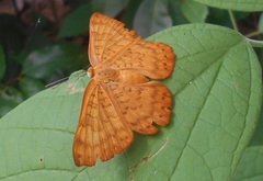 Emesis mandana