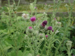 Carduus crispus