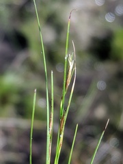 Rhynchospora capillacea