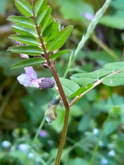 Lathyrus linifolius