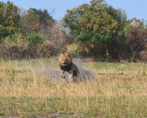 Lion