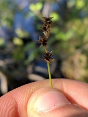 Stellulatae