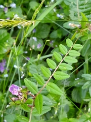 Lathyrus linifolius