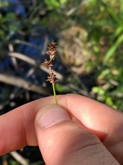 Stellulatae