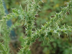 Carduus crispus