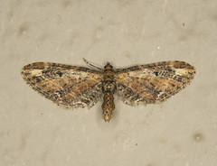 Eupithecia subapicata
