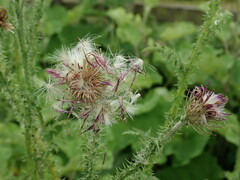 Carduus crispus