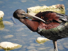 Plegadis falcinellus