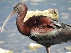 Plegadis falcinellus