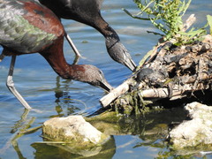 Plegadis falcinellus