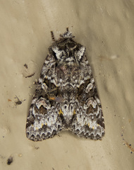 Lacinipolia cuneata