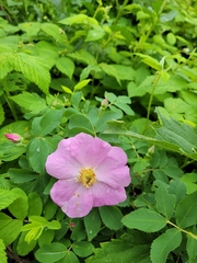 Rosa acicularis