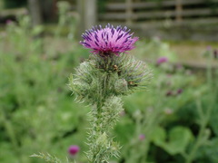 Carduus crispus