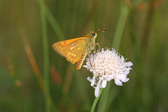 Ochlodes sylvanus