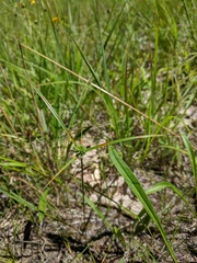 Cyperus lupulinus macilentus