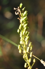 Toxicoscordion venenosum